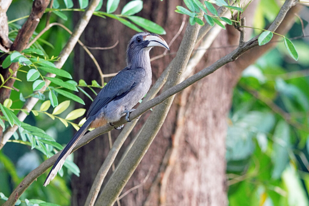 Faszinierendes Bird Watching, hier der Malabar Hornbill, in Thattekad auf dem Gel&auml;nde der Eldhose Birding Lodge