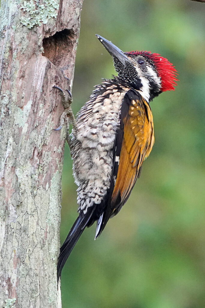 Faszinierendes Bird Watching, hier der Black Rumped Flameback, in Thattekad auf dem Gel&auml;nde der Eldhose Birding Lodge