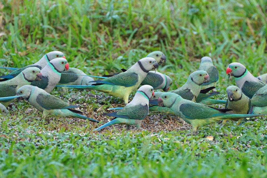 Faszinierendes Bird Watching, hier der Malabar Parakeet, in Thattekad auf dem Gel&auml;nde der Eldhose Birding Lodge