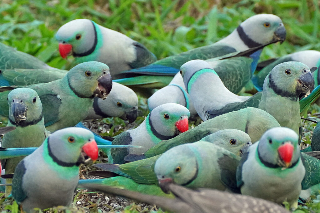 Faszinierendes Bird Watching, hier der Malabar Parakeet, in Thattekad auf dem Gel&auml;nde der Eldhose Birding Lodge