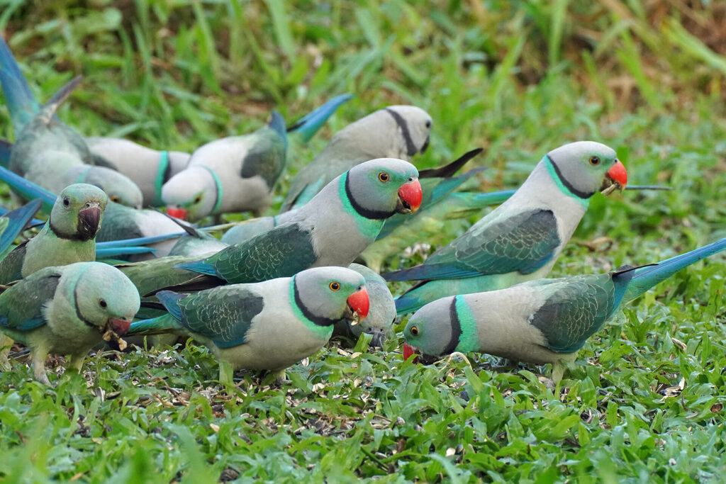 Faszinierendes Bird Watching, hier der Malabar Parakeet, in Thattekad auf dem Gel&auml;nde der Eldhose Birding Lodge