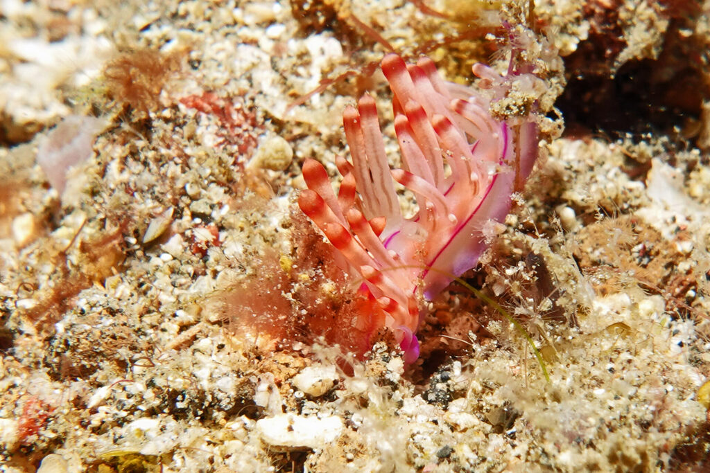 Nacktschnecke beim Muck-Diving in der Stra&szlig;e von Lembeh