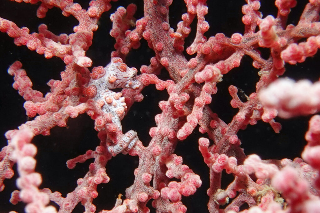 Das Pygm&auml;enseepferdchen Hippocampus Bargibanti beim Tauchen in der Lembeh Strait am Tauchplatz Nudifalls