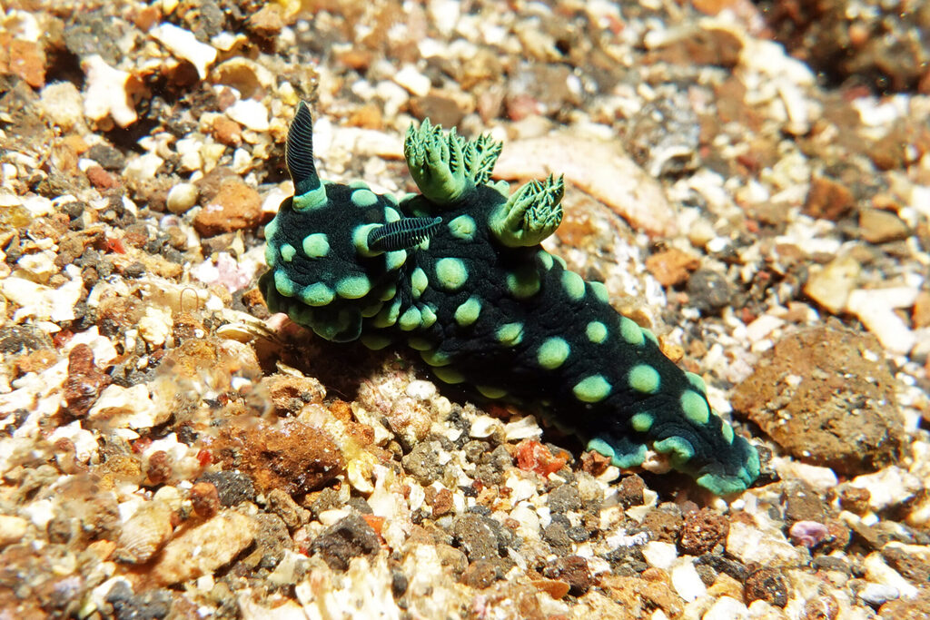 Nacktschnecken beim Tauchen in der Lembeh Strait  - ein Festival der Formen und Farben