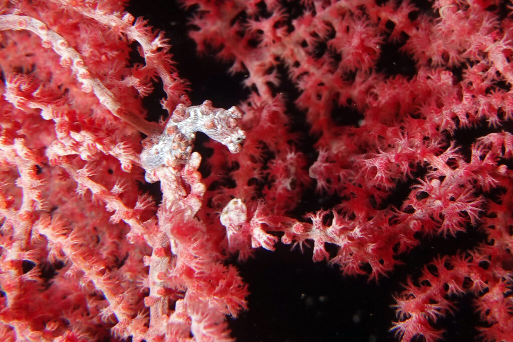 Das Pygm&auml;enseepferdchen Hippocampus Bargibanti beim Tauchen in der Lembeh Strait am Tauchplatz Nudifalls
