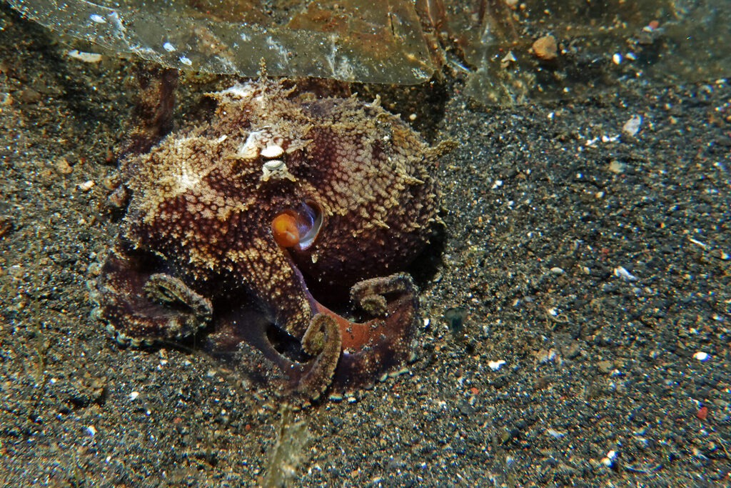 Kokosnussoktopus beim Tauchen in der Lembeh Strait