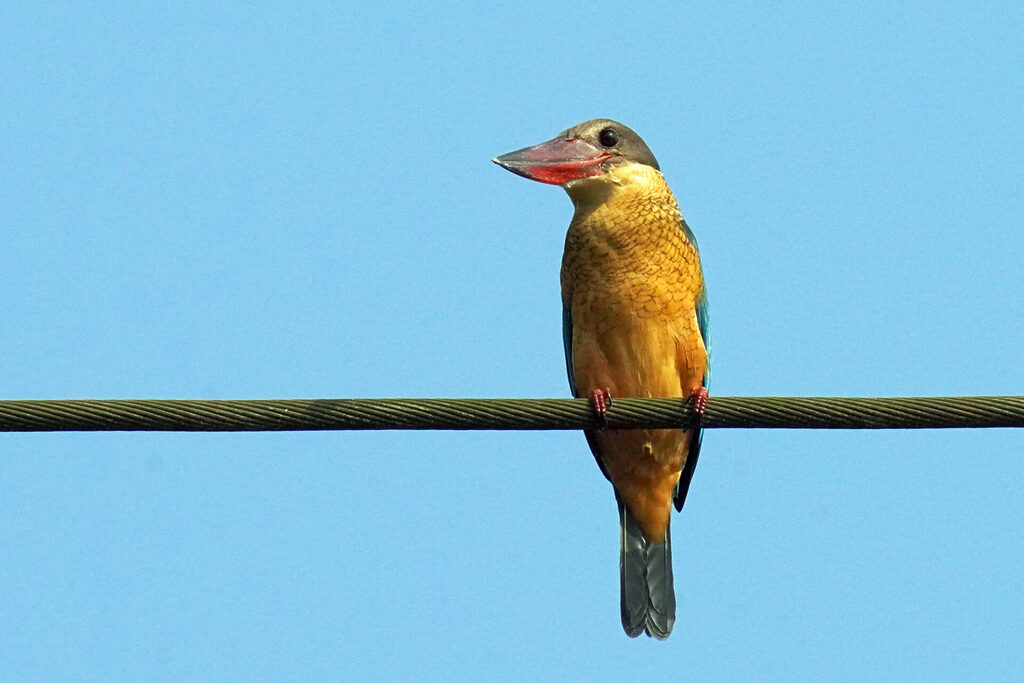 Vogelbeobachtung eines Eisvogels an der Zuari Br&uuml;cke in Goa in Indien - Storchschnabel Eisvogel