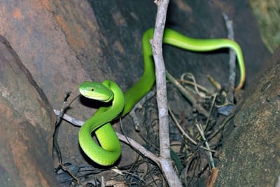 Eine grüne Pit Viper im Isaan in Thailand