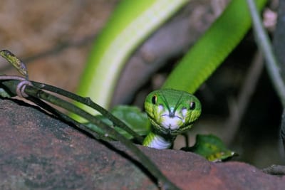 Eine grüne Pit Viper im Isaan in Thailand
